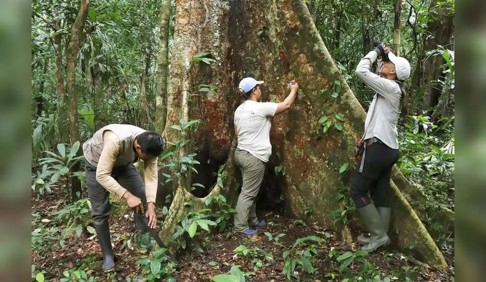 Perú buscan financiamiento para proteger los bosques Perú buscan financiamiento para proteger los bosques