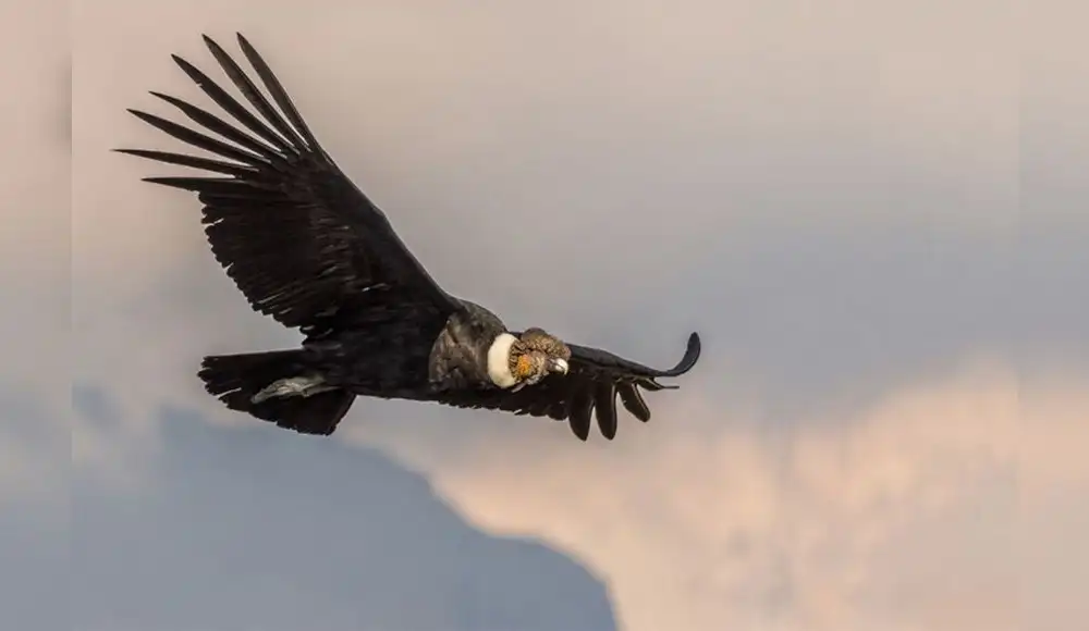 Condor peruano y otras aves peruanas en peligro de extinción