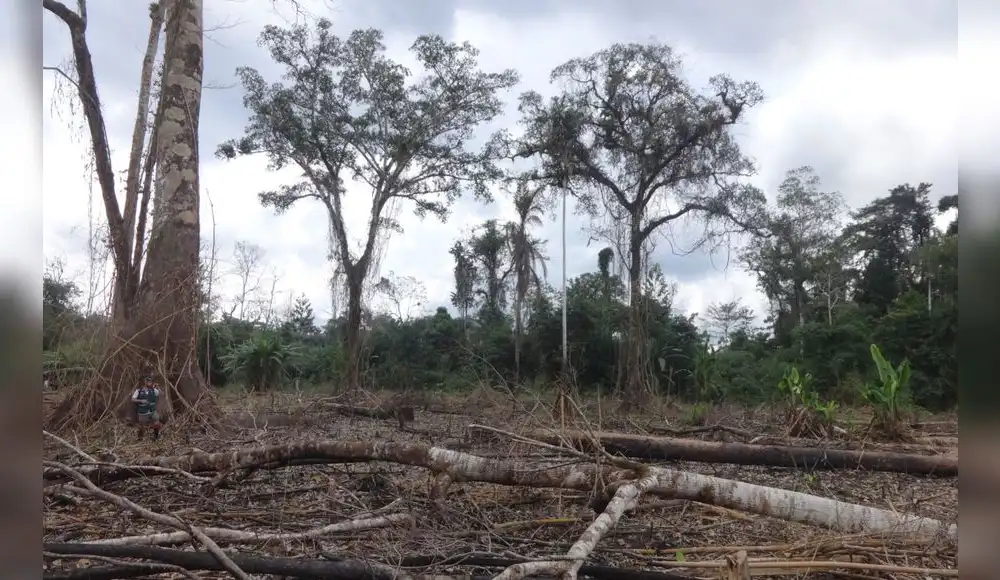Gobierno Regional de San Martín rechaza cambios a la Ley Forestal Gobierno Regional de San Martín rechaza cambios a la Ley Forestal