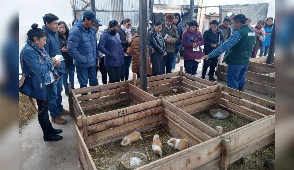 Capacitan a productores para el mejoramiento genético del cuy Capacitan a productores para el mejoramiento genético del cuy