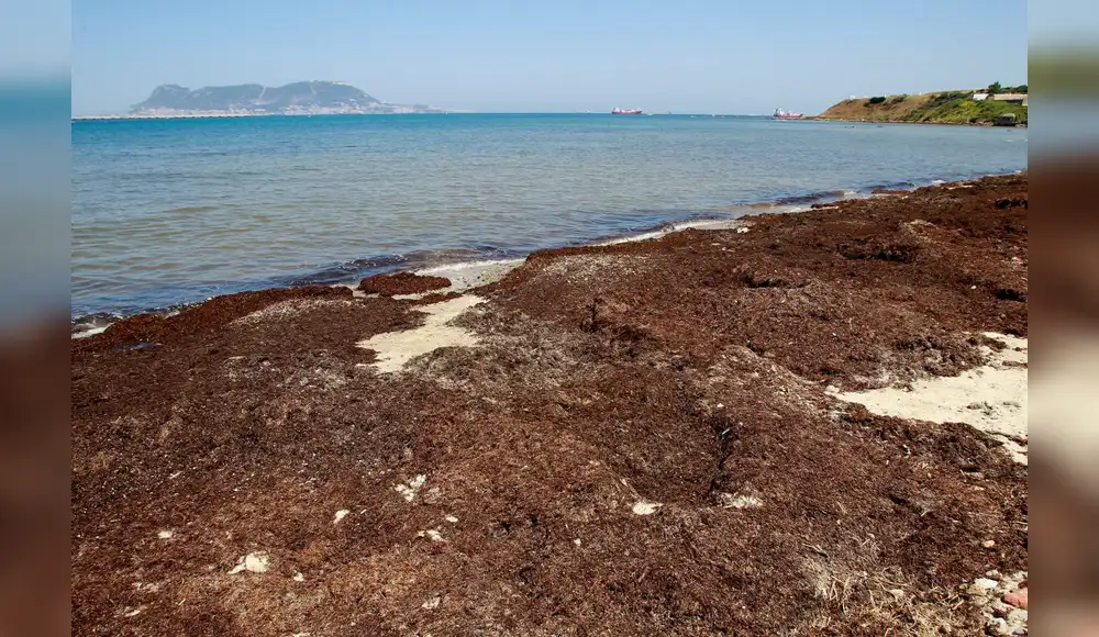 España: Retiran 40 toneladas de algas invasoras de las playas España: Retiran 40 toneladas de algas invasoras de las playas