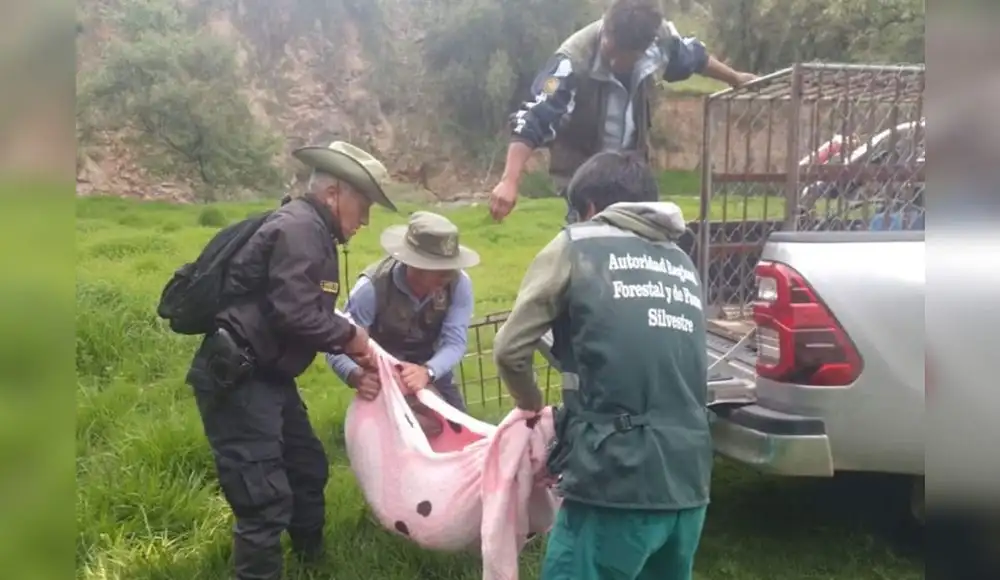 Ayacucho: Rescatan a puma andino encerrado en recreo campestre Ayacucho: Rescatan a puma andino encerrado en recreo campestre