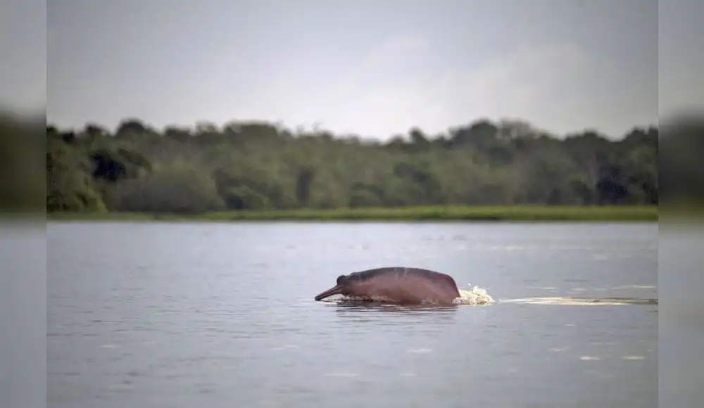 Monitoreo satelital para conservar delfines rosados Monitoreo satelital para conservar delfines rosados