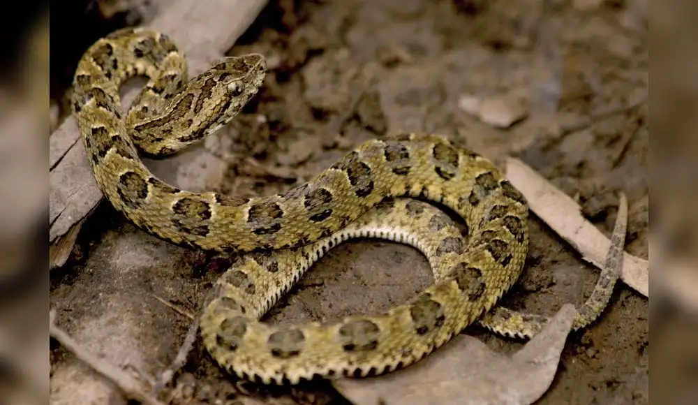 Serpientes nacen en cautiverio en Museo de Historia Natural