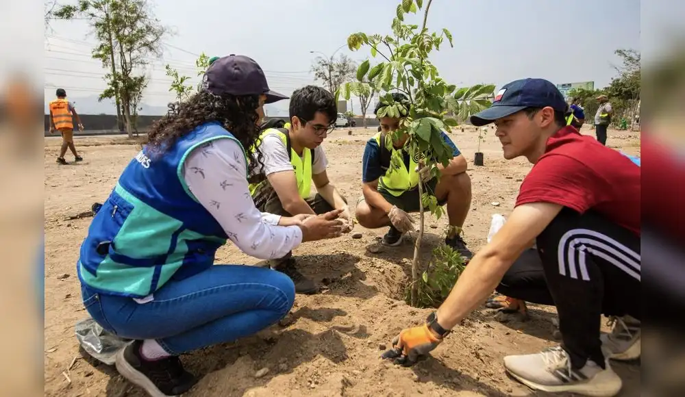 Perú busca reforestar la ciudad para evitar ola de calor Perú busca reforestar la ciudad para evitar ola de calor