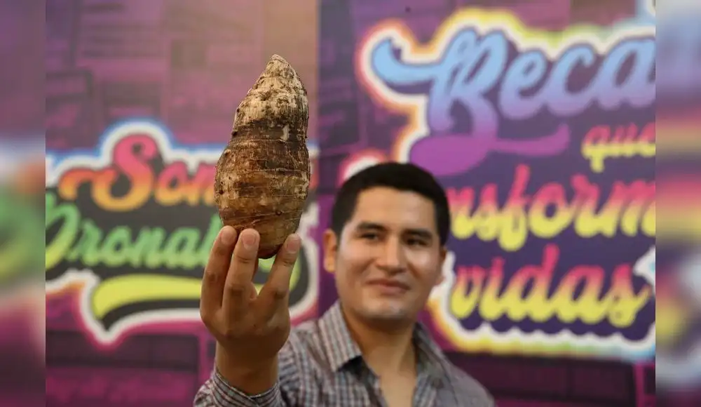 La Pituca: el tubérculo amazónico que busca conquistar el mundo