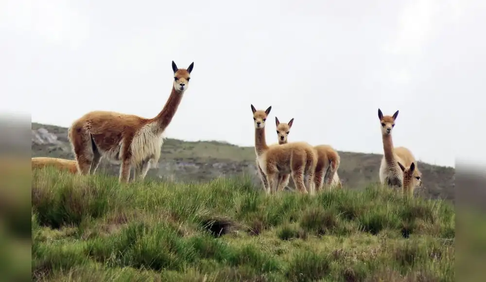 Guanaco ingresa a lista mundial de conservación de especies
