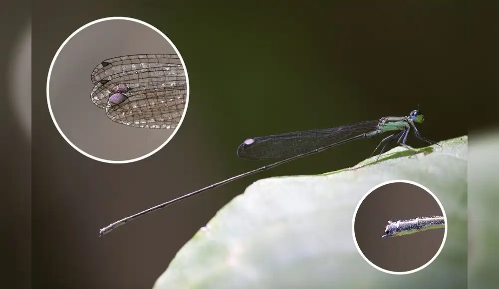 Nikoulabasis roseosticta: la libélula que cautiva a especialistas Nikoulabasis roseosticta: la libélula que cautiva a especialistas
