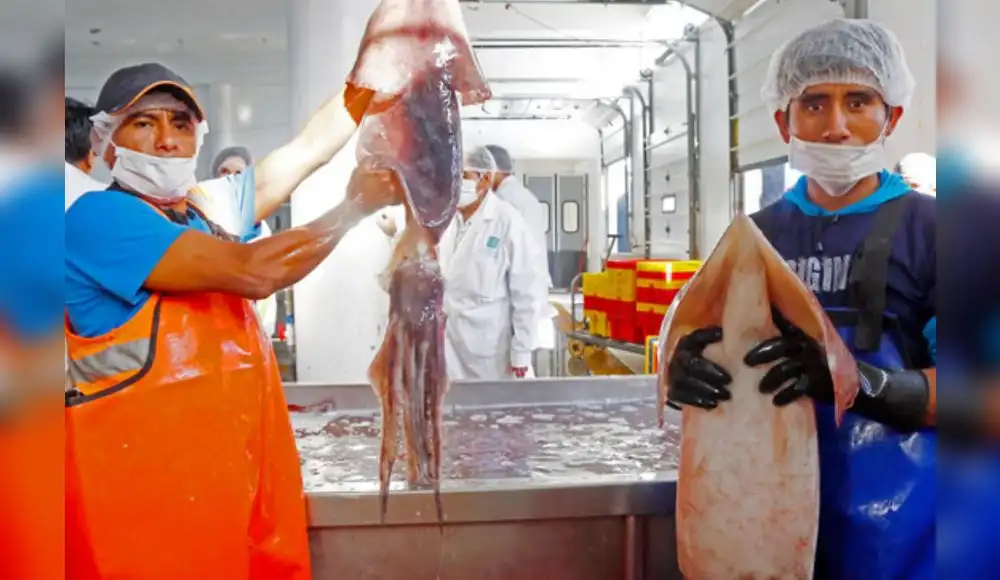 Calamar gigante en la mira de los investigadores Calamar gigante en la mira de los investigadores
