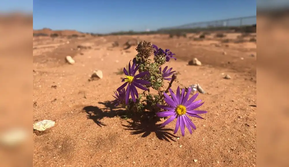 Científicos intentan predecir extinción de todas las plantas Científicos intentan predecir extinción de todas las plantas