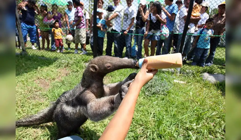 Zoológico de Pucallpa podrá albergar especies protegidas Zoológico de Pucallpa podrá albergar especies protegidas