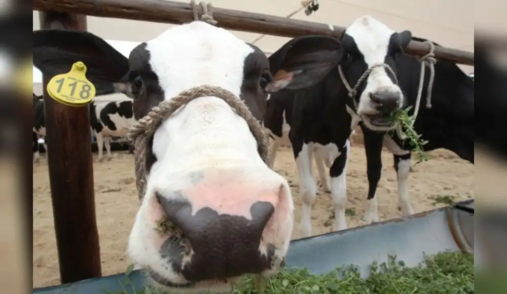Vaca modificada produce insulina humana en su leche Vaca modificada produce insulina humana en su leche