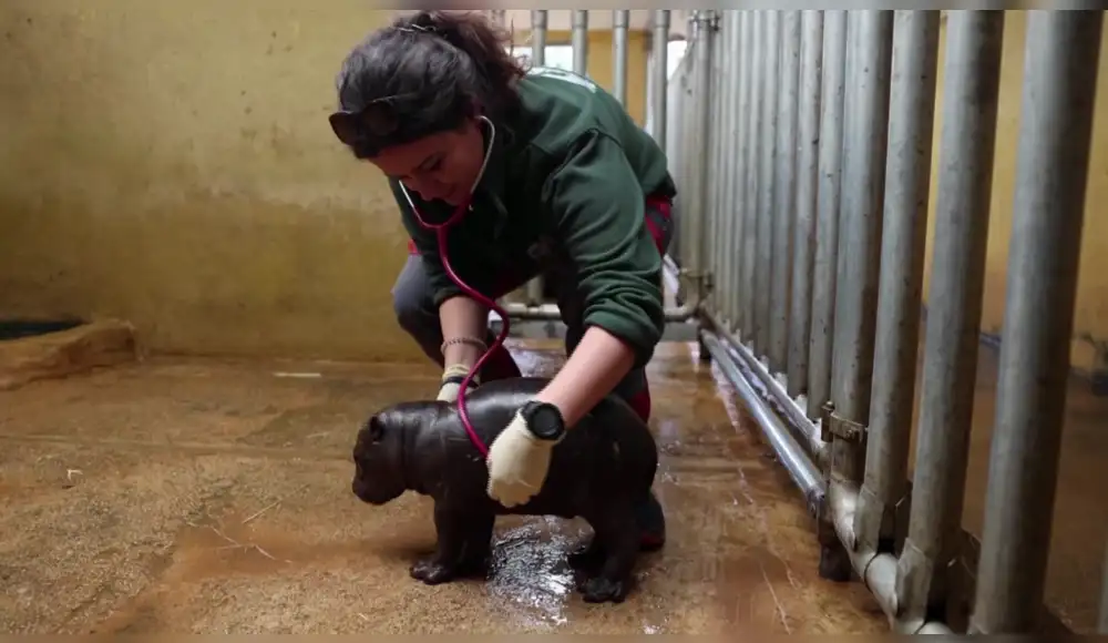 Raro hipopótamo pigmeo hace en zoológico de Atenas Raro hipopótamo pigmeo hace en zoológico de Atenas