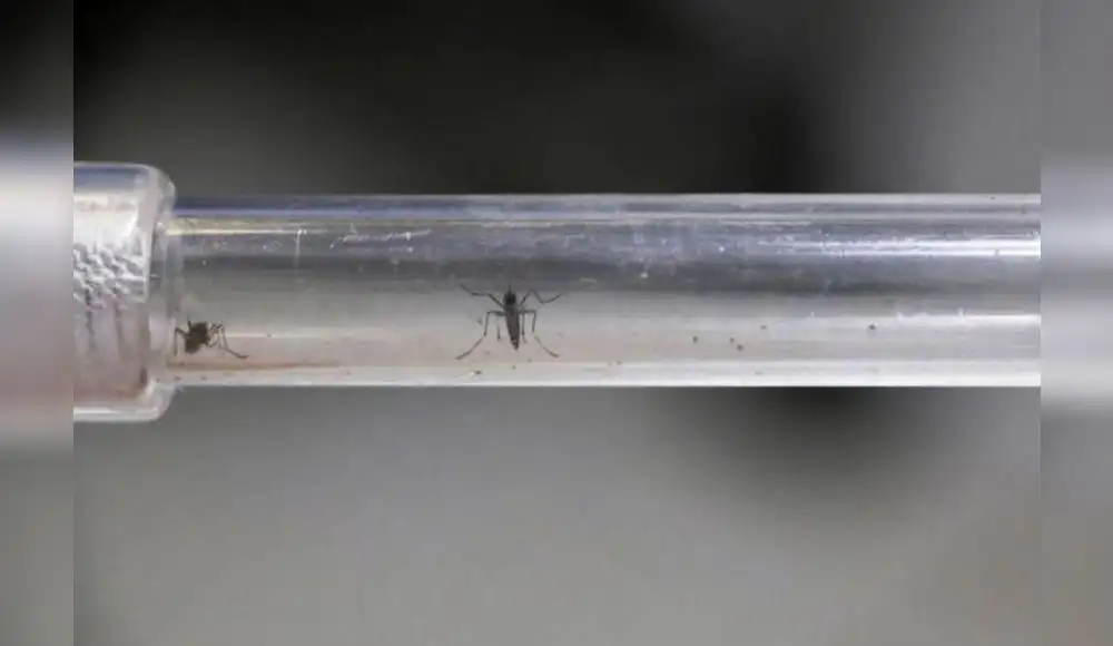 Brasil: Combatirán el dengue usando el mosquito que lo trasmite Brasil: Combatirán el dengue usando el mosquito que lo trasmite