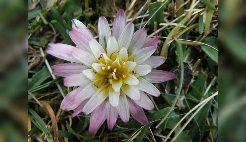 Bofedales del Perú albergan a 165 especies de plantas Bofedales del Perú albergan a 165 especies de plantas
