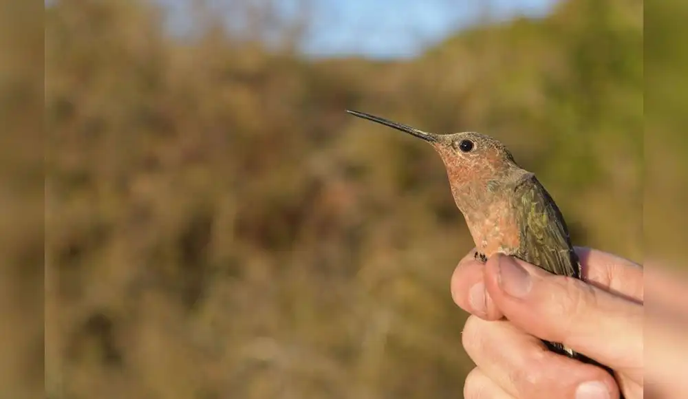 Colibrí gigante realiza migración extrema en los Antes de Perú