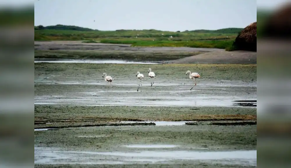 Declaran a humedales de Uripe como área de conservación ambiental Declaran a humedales de Uripe como área de conservación ambiental