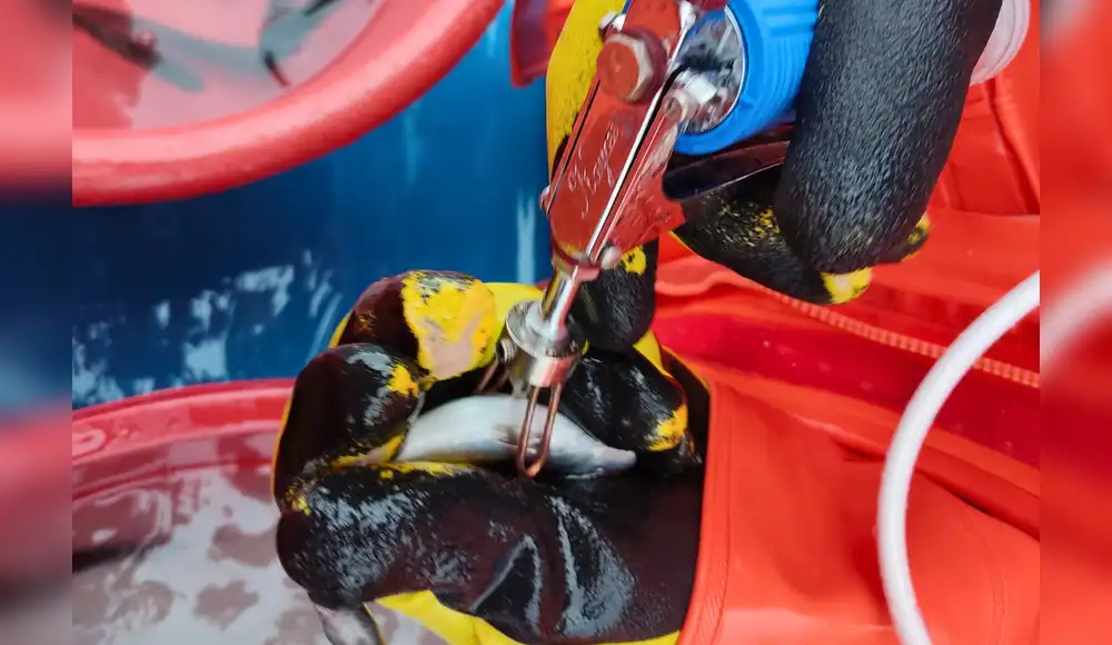 Investigadores desarrollan primera vacuna para peces amazónicos Investigadores desarrollan primera vacuna para peces amazónicos