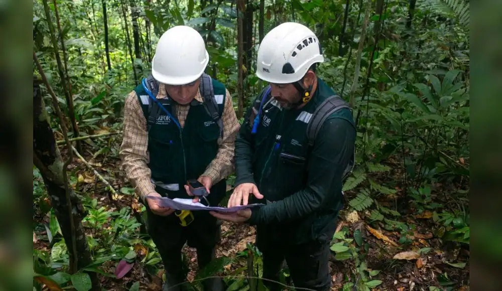 Serfor fortalecerá sistema de control forestal y de fauna silvestre Serfor fortalecerá sistema de control forestal y de fauna silvestre