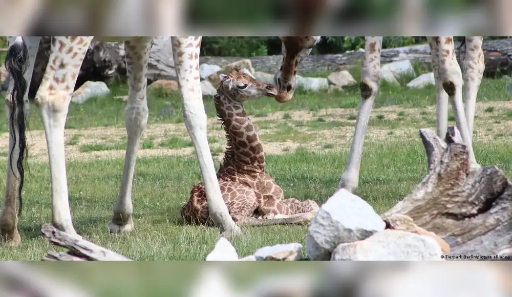 Alemania: Raro ejemplar de jirafa nace en zoológico de Berlín Alemania: Raro ejemplar de jirafa nace en zoológico de Berlín