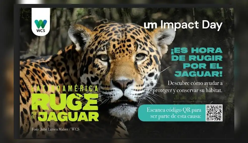 Campaña busca crear conciencia sobre conservación del jaguar en Latinoamérica Campaña busca crear conciencia sobre conservación del jaguar en Latinoamérica