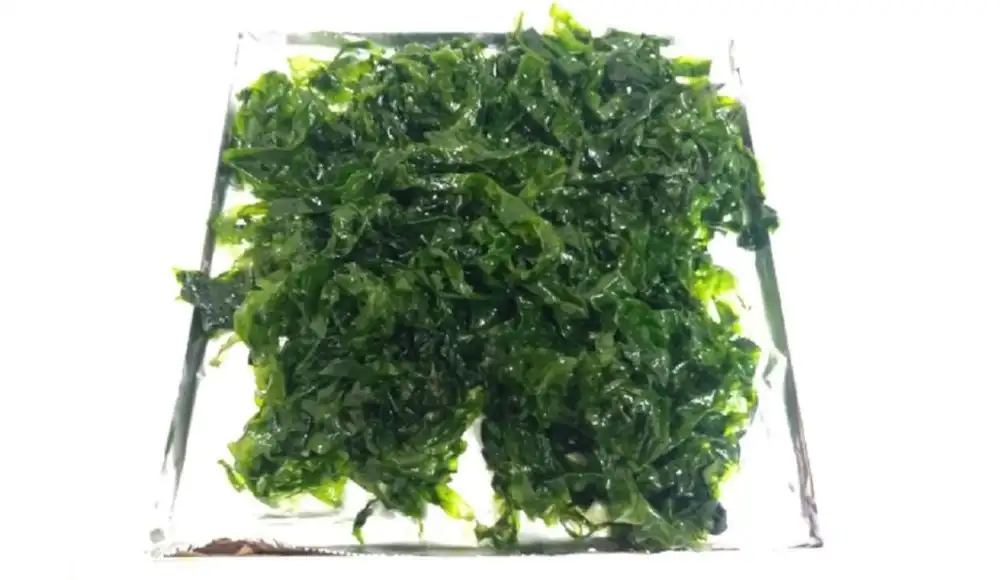 Investigadores peruanos desarrollan bioplástico con algas verdes Investigadores peruanos desarrollan bioplástico con algas verdes