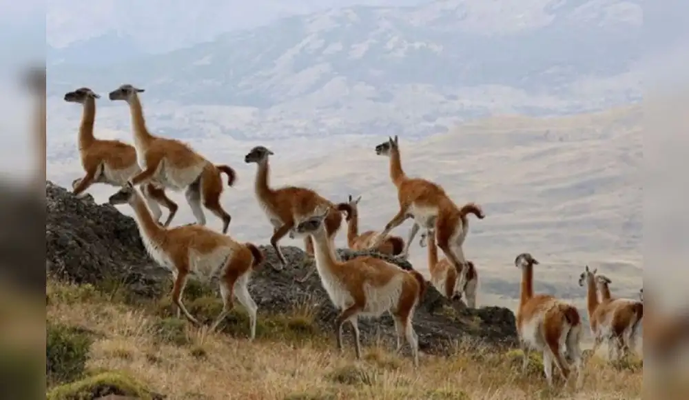 Arequipa impulsa plan para asegurar conservación del guanaco Arequipa impulsa plan para asegurar conservación del guanaco
