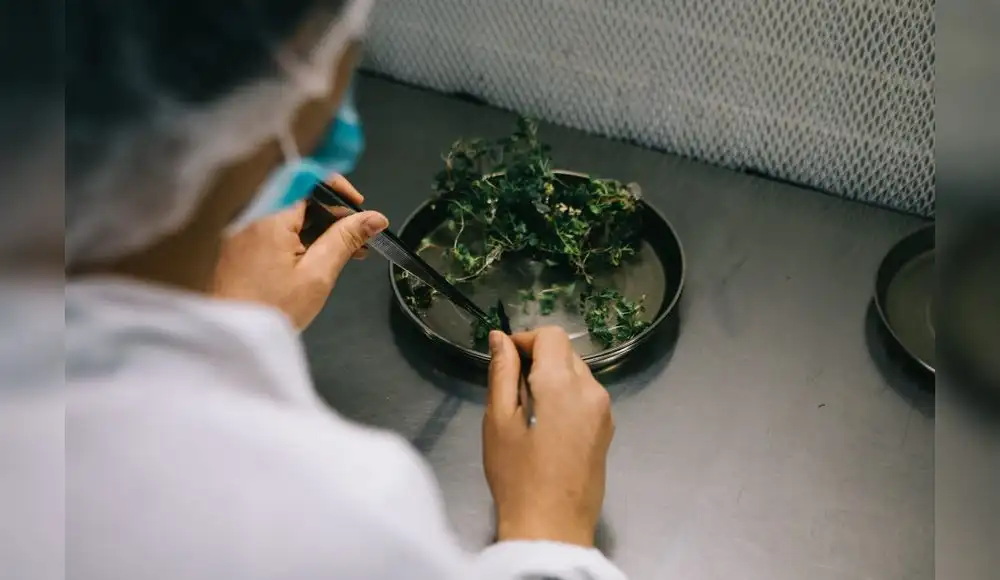 Investigadores buscan convertir residuos agrícolas en envases sostenibles Investigadores buscan convertir residuos agrícolas en envases sostenibles