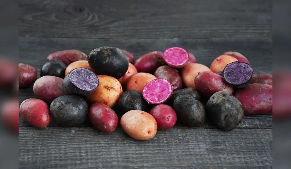 Investigadores peruanos desarrollan bioplástico con papas nativas
