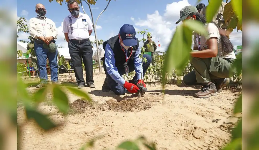 Perú ejecutará 14 proyectos de reforestación a nivel nacional