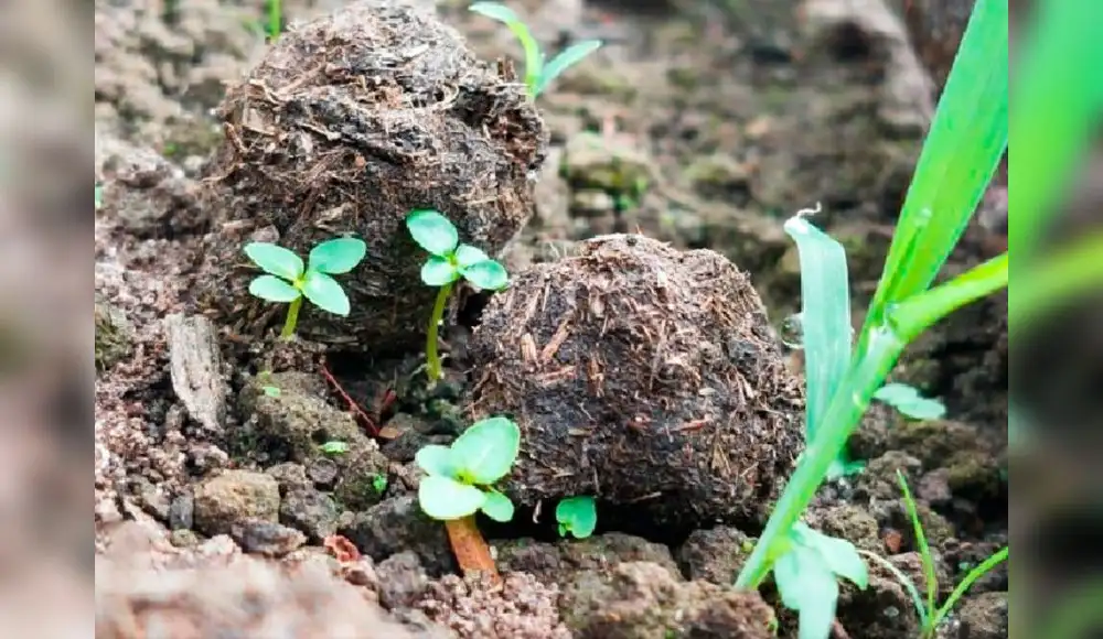 "Bolitas reforestadoras" recuperarán áreas afectadas por incendios "Bolitas reforestadoras" recuperarán áreas afectadas por incendios