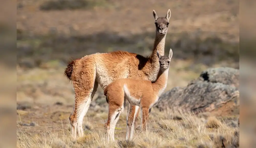 Aumenta número de guanacos en la Reserva Nacional de Calipuy Aumenta número de guanacos en la Reserva Nacional de Calipuy