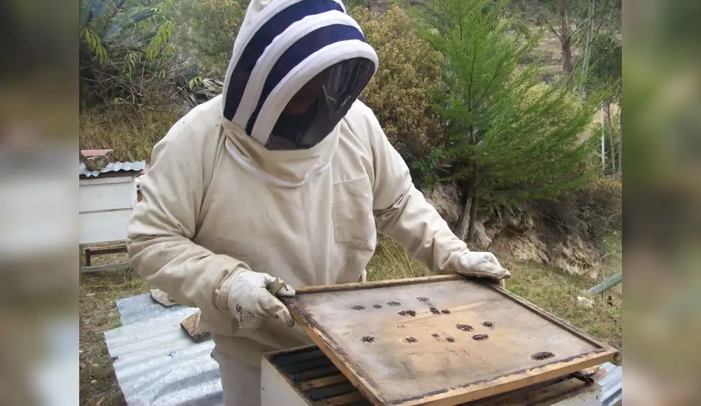 Mujeres que salva de morir a millones de abejas en Cajamarca
