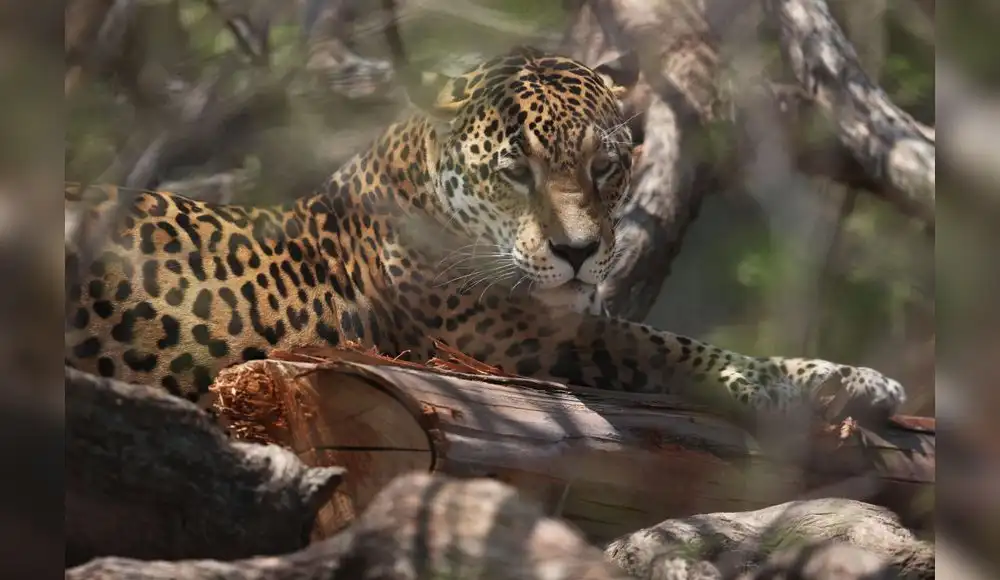 Fauna silvestre del mundo se redujo en un 70% Fauna silvestre del mundo se redujo en un 70%