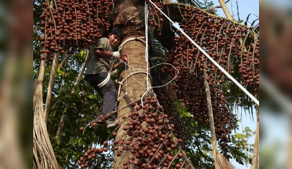 Iquitos será sede del Mes del Emprendimiento Indígena 2024