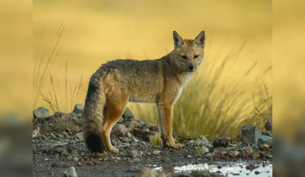 Zorro andino es rescatado y regresado a la naturaleza