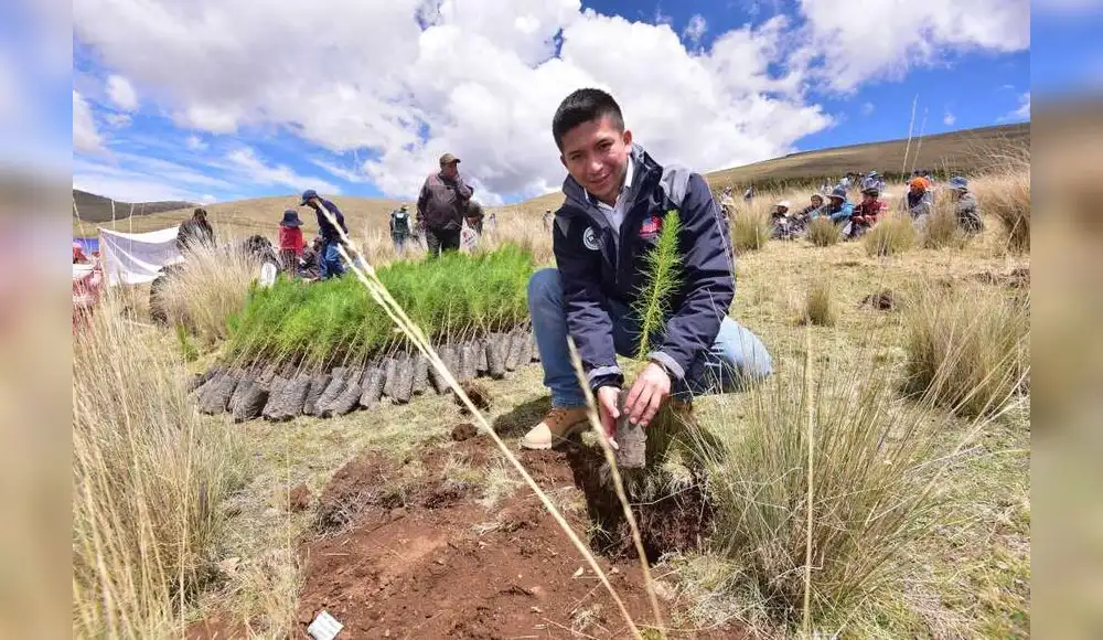 Implementarán plantaciones forestales en cinco regiones del país Implementarán plantaciones forestales en cinco regiones del país