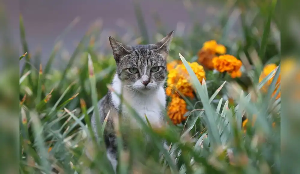 El mundo celebra el Día Internacional del Gato El mundo celebra el Día Internacional del Gato