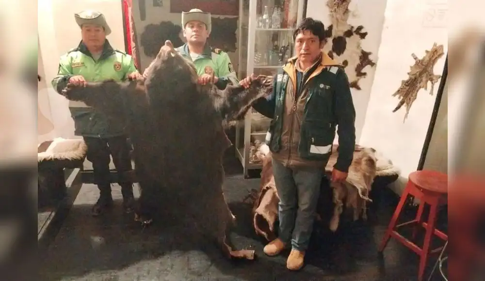 Intervienen local por exhibir 14 pieles de animales silvestres Intervienen local por exhibir 14 pieles de animales silvestres