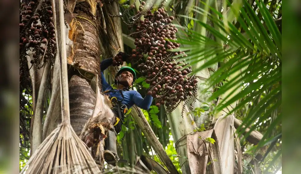 Amazonía: Bionegocios impulsan conservación y desarrollo sostenible Amazonía: Bionegocios impulsan conservación y desarrollo sostenible