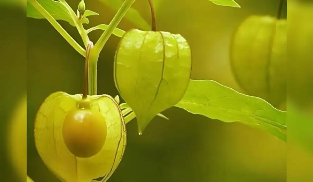 Fruto amazónico previene el Alzhéimer y controla la diabetes