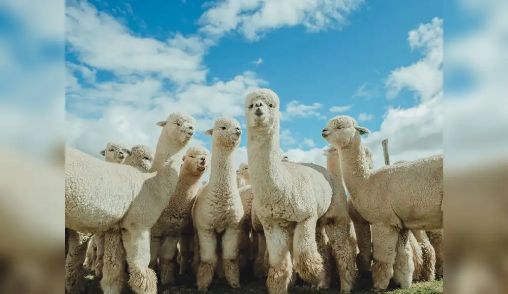 Universidad impulsa mejora genética de las alpacas Universidad impulsa mejora genética de las alpacas