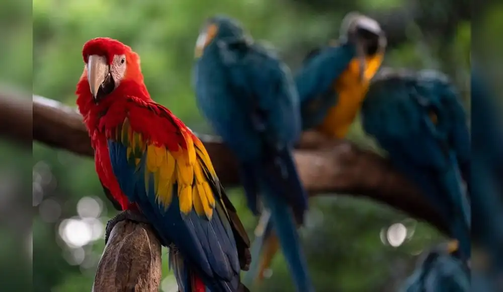 Proyecto Guacamaya monitoreará ecosistemas con Inteligencia Artificial Proyecto Guacamaya monitoreará ecosistemas con Inteligencia Artificial