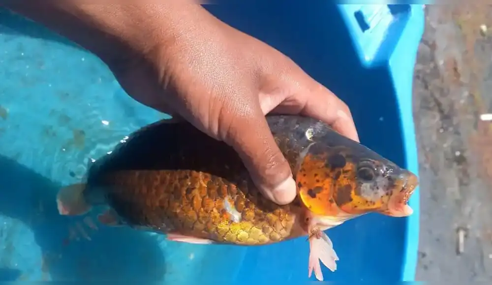 Puno: Alerta en el lago Titicaca por hallazgo de pez carpa Puno: Alerta en el lago Titicaca por hallazgo de pez carpa