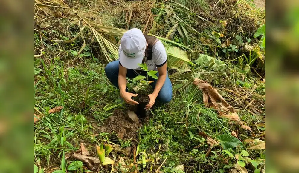 San Martín: Campaña busca reforestar áreas afectadas por incendios San Martín: Campaña busca reforestar áreas afectadas por incendios