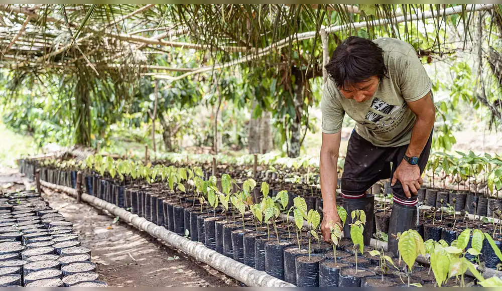 Pueblos indígenas conservan 70 mil hectáreas de bosques amazónicos