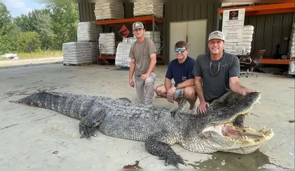 EE.UU.: Florida autoriza caza controlada de sus caimanes EE.UU.: Florida autoriza caza controlada de sus caimanes