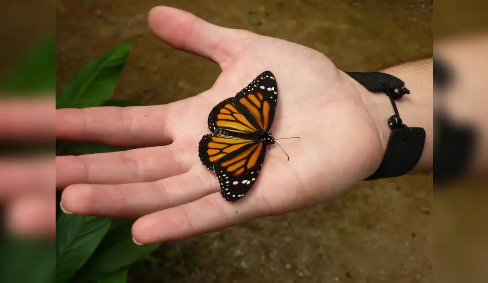 España: Cinco especies de mariposas en la lista de especies amenazadas España: Cinco especies de mariposas en la lista de especies amenazadas
