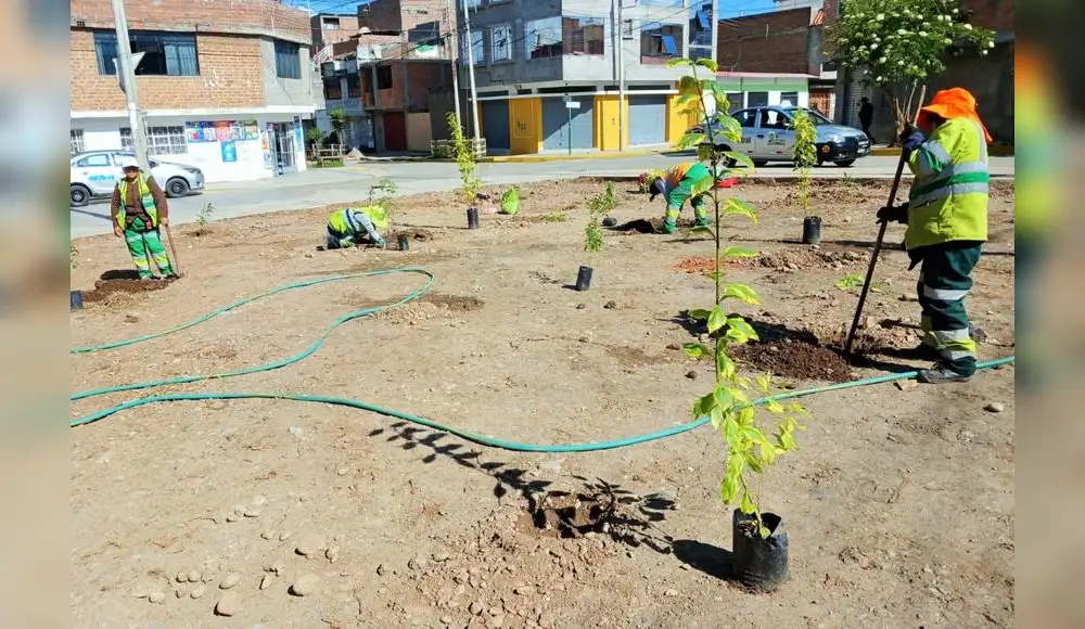Botadero informal es transformado en área verde Botadero informal es transformado en área verde