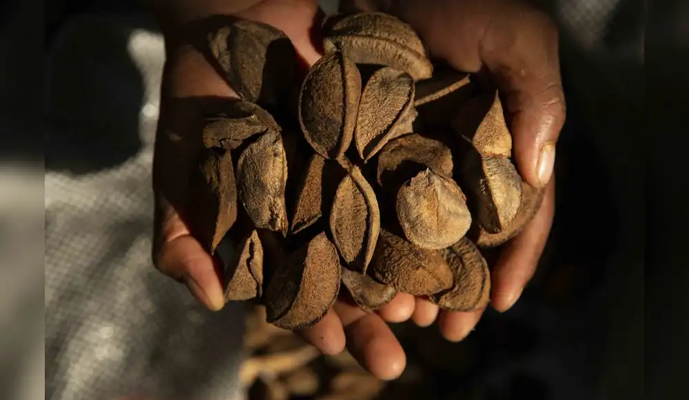 Cáscara de castaña es utilizada para generar energía limpia Cáscara de castaña es utilizada para generar energía limpia
